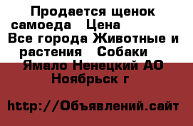 Продается щенок самоеда › Цена ­ 15 000 - Все города Животные и растения » Собаки   . Ямало-Ненецкий АО,Ноябрьск г.